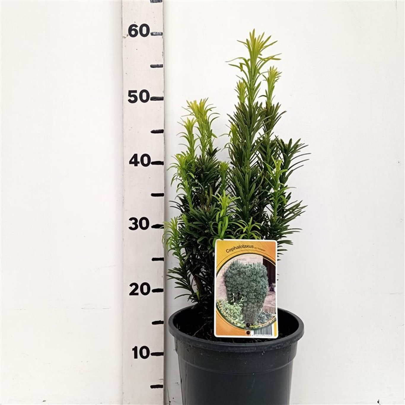 Plommonidegran – Cephalotaxus harringtonii 'Fastigiata' - C3 30-40 CM
